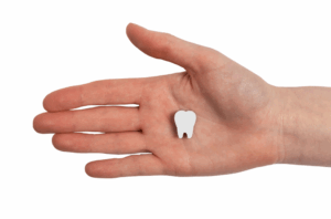 a person holding a model of a tooth in their hand